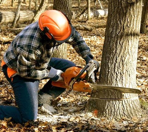 Tree Removal in Glen Easton, WV